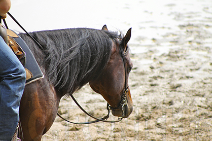 Two Out of Three Competitive Horses Suffer From Stomach Ulcers