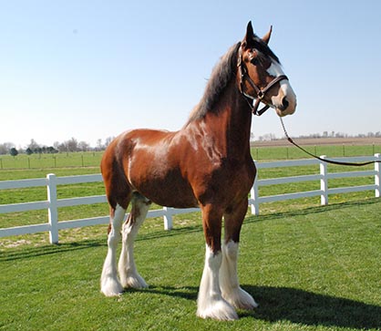 Record Setting Clydesdale is a BIG Boy! 18+ Hands Tall and 2,000 Lbs.