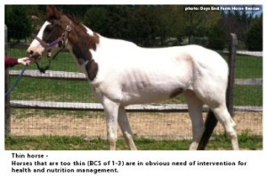 Horses that are too thin (BCS of 1-3) are in obvious need of intervention for health and nutrition management. Photo Credit: Days End Farm Horse Rescue