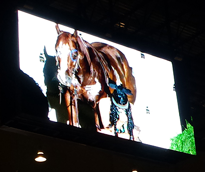 Saddleless, Riderless, Shirtless, and Backwards Freestyle Reining World Champion!