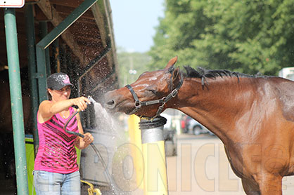 Hump Day Humor: Horses Beat the Heat With Kiddie Pool and Sprinklers