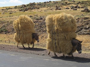 Donkeys working on the road from Hosaina to Addis. November 2012. Photo courtesy of The Brooke.