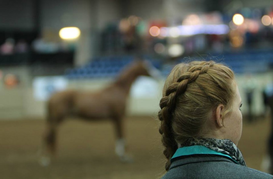 Day 3 Photos and Results From 2014 Pinto World Show Equine Chronicle