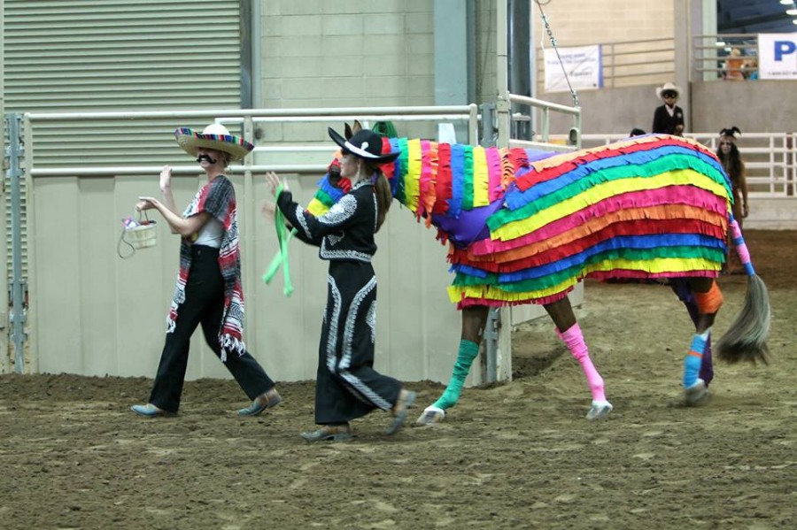 Day 11 Results and Photos From 2014 Pinto World Show Equine Chronicle