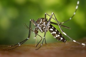 Asian Tiger mosquito. Photo courtesy of MDA.
