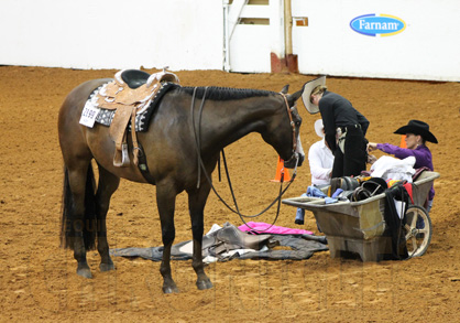 Videos From Championship Dog Race and Versatility Challenge- 2014 AjPHA World Show