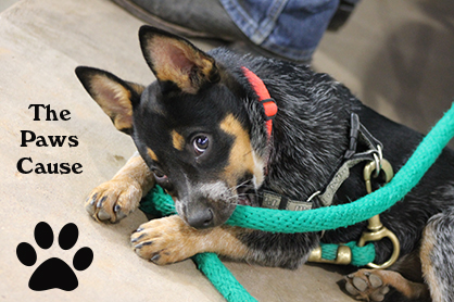 “The Paws Cause” at 2014 AQHYA World Show and Reichert Celebration