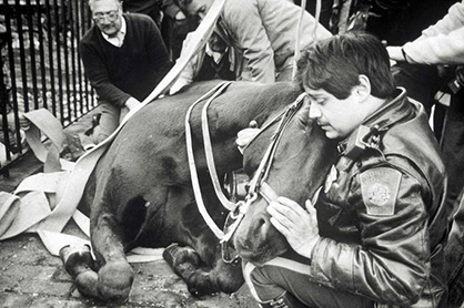 Wednesday’s Wild But Wonderful Story- Unbelievable Rescue of Boston Police Horse During 1989