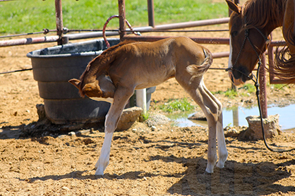 State Veterinarians Urging Horse Owners to Vaccinate