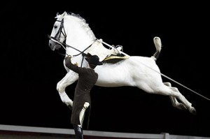 A Lipizzaner stallion of the Spanish Riding School of Vienna performing a kapriole or cavort jump during a show in the National Indoor Arena (NIA) in Birmingham. Photo courtesy of the Spanish Riding School. 
