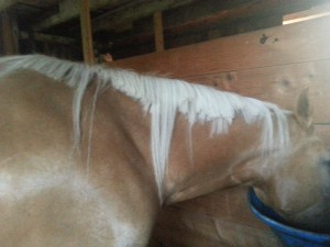 What's left of Dusty's once flowing locks.