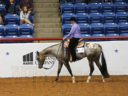 Tons of Special Events Scheduled For 2014 Appaloosa World Show
