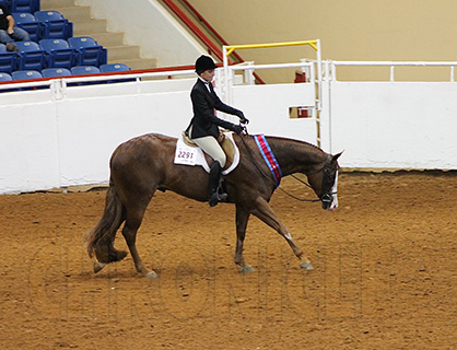 AjPHA 13 and Under Hunter Under Saddle World Champion is Erin Griffin and Figure On Fancy