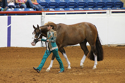 Eagles, Moch, Fortenberry, and Camp Are 13 and Under and 14-18 AjPHA Showmanship Stars