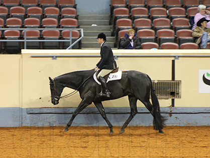 Green WP and HS Stakes (Level 1) and Owner/Breeder/Exhibitor Halter Classes Added to 2014 AQHA World Show