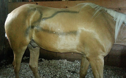 Palomino Gelding Vandalized in What’s Being Described as Unusual “Hate Crime”