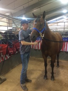 Team USA rider Jack Medows grooming AQHA Tejon Tejon in preparation for the Youth World Cup competition on Thursday.  