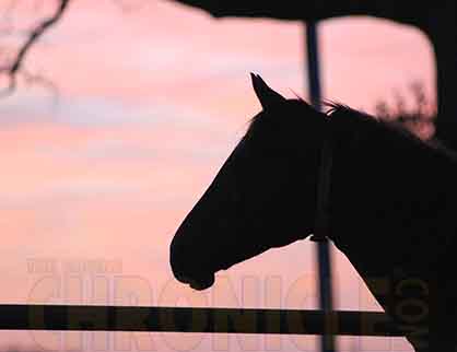 Getting the Most From Your Equine Mortality Insurance- Part 1