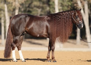 The stunning Custom Cash Advance. Photo courtesy of SIlver Spurs Equine.