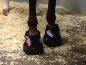 All of the horses flying to Normandy wore Soft Ride Boots to help cushion the amount of time they'd be on their feet during the flight. Photo courtesy of Silver Spurs Equine.