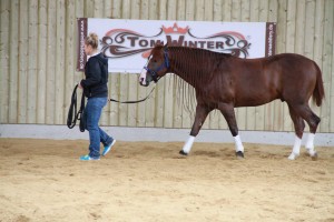 Cash stretches his legs with his groom at Jay Kay Farm before the riders arrive. Photo courtesy of Tom McCutcheon's Virtual Horse Help.