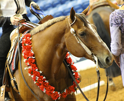 Get Ready… the Equine Chronicle Color Classic 2-Year-Old Open Western Pleasure is Tonight!