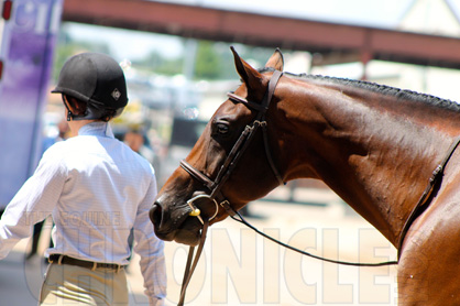 Congratulations 2014 AQHYA World Show Equitation Finalists!