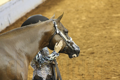 Day 3 Photos at 2014 AQHYA World Show