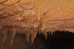 Bat Habitat  Photo Credit: Brittany Bevis