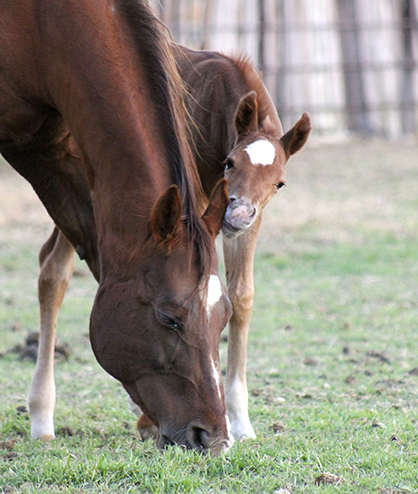 Twin Births Account For 30% of Abortion Rates in Horses