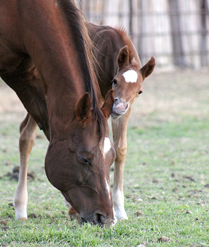 Alternative Treatment for Foal Pneumonia