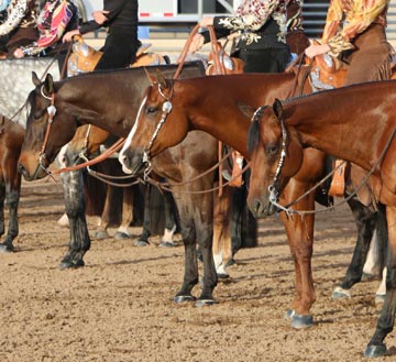 2014 Arizona Fall Championship Announces New Classes and New Prizes!