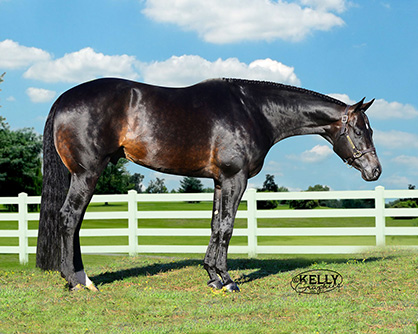 World and Congress Champion Sire, It’s All About Blue, Will Stand at Gumz Farms For 2015