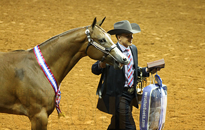 RJ Jacobs and Wind This Toy Win Yearling Geldings at 2014 AQHYA World