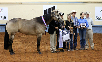 Jack Medows Leads SurprizenthePrincess to Win in Performance Halter Mares at 2014 AQHYA World