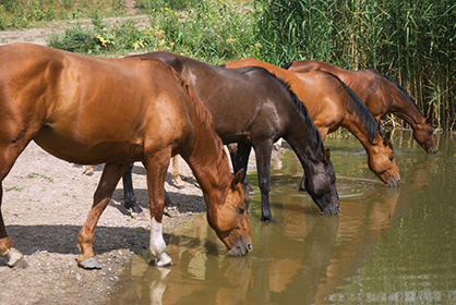 Potomac Horse Fever: True or False?