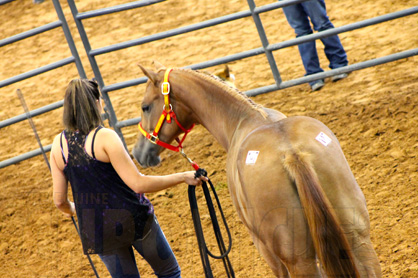 Deadline Extended For Farnam Breeders’ Trust Sale at APHA World Show