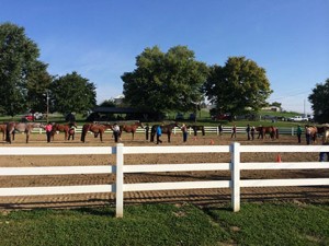 Photo courtesy of Mark Harrell Horse Shows.