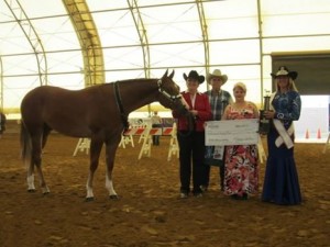 Amateur Yearling Gelding