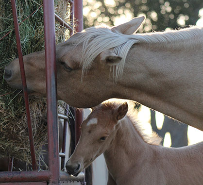 Tips For Transitioning to Hay and Avoiding the Dreaded “Winter Colic”