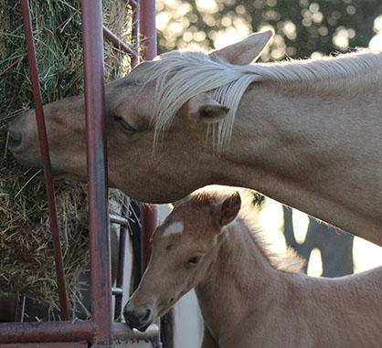 “Was This Hay Rained On?”