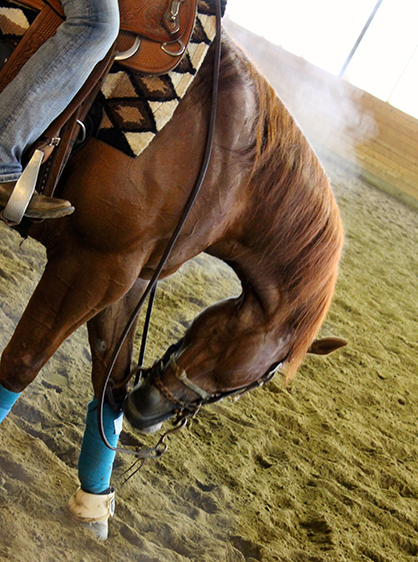 New Study Hopes to Determine Effect of Indoor Arenas on Human and Horse Health
