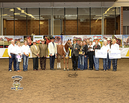 Paint Horses Recognized During Color Classes at Breeders Halter Futurity