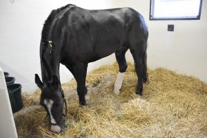 Liam recuperates in his stall after surgery. Photo courtesy of Penn Vet. 