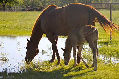 Nutritional Options for Boosting Your Horse’s Immune System