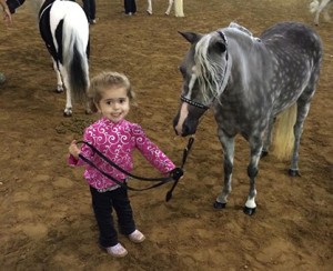 Photo courtesy of American Miniature Horse Nationals. 