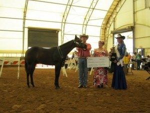 Open Weanling Colt winner