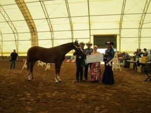 Open Yearling Geldings winner