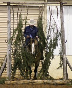 Can your trail horse do this?