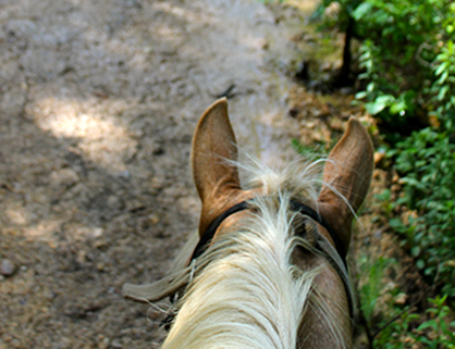 New Alliance Showcases American Quarter Horses Competing Texas Trail Challenge